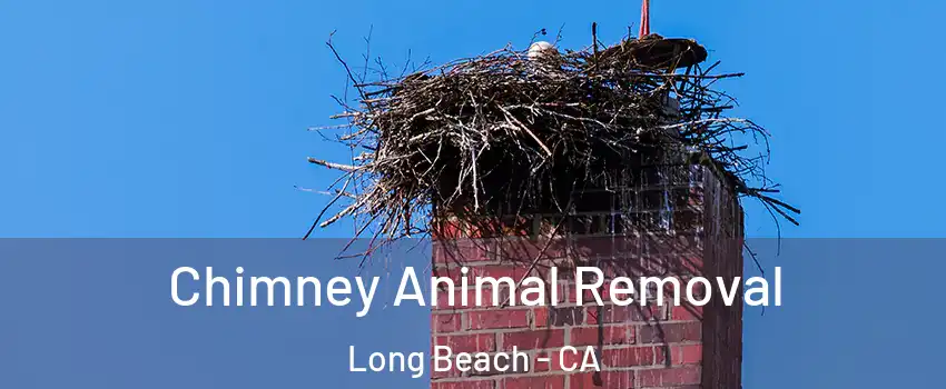 Chimney Animal Removal Long Beach - CA
